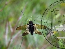 Бабочник опаленный 003